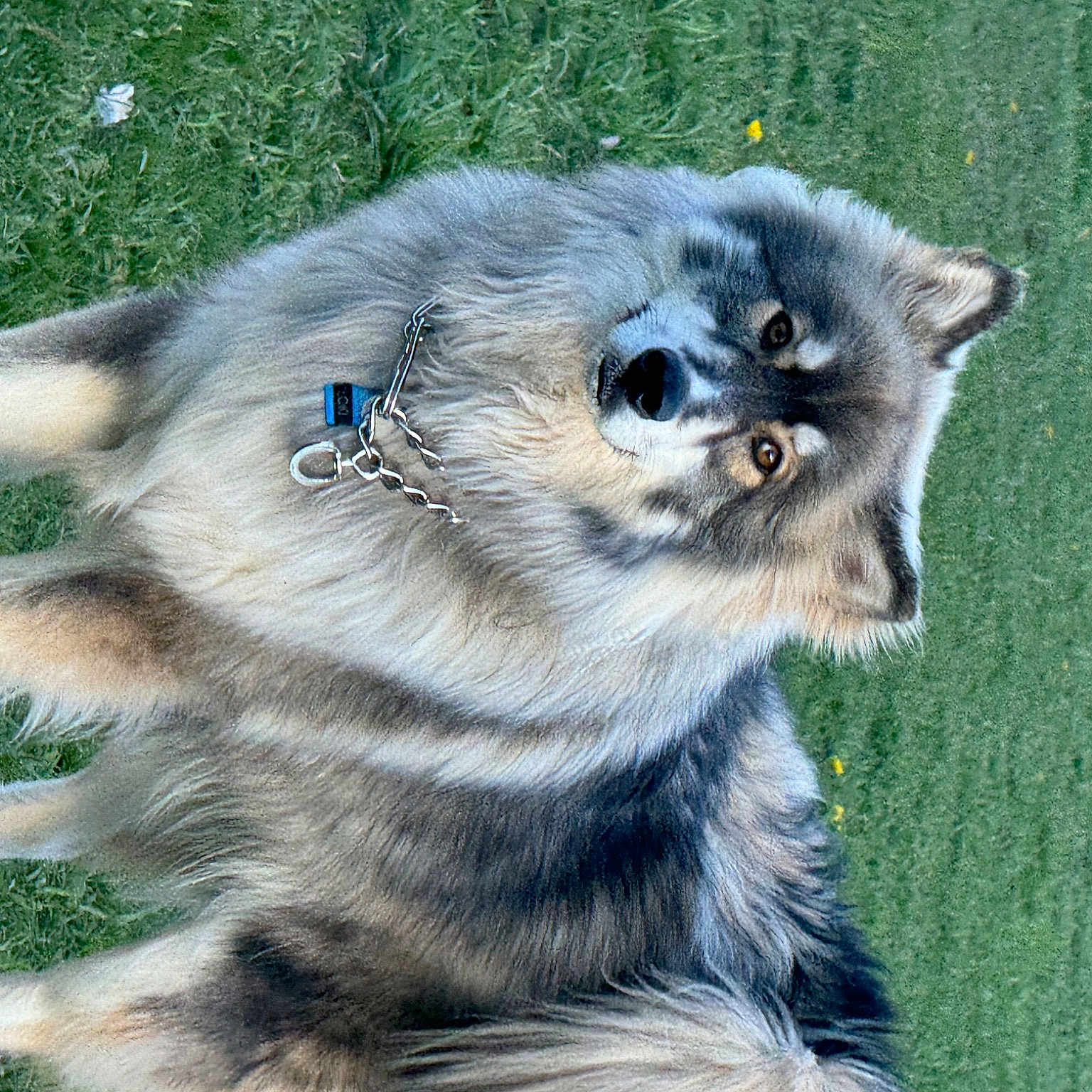 Loki joined the competition — help win amazing prizes! canidae, carnivore, companion_dog, dog, dog_breed, eye, fawn, felidae, fur, german_spitz_mittel, grass, plant, small_to_medium_sized_cats, snout, sporting_group, tail, terrestrial_animal, whiskers, wildlife, working_animal
