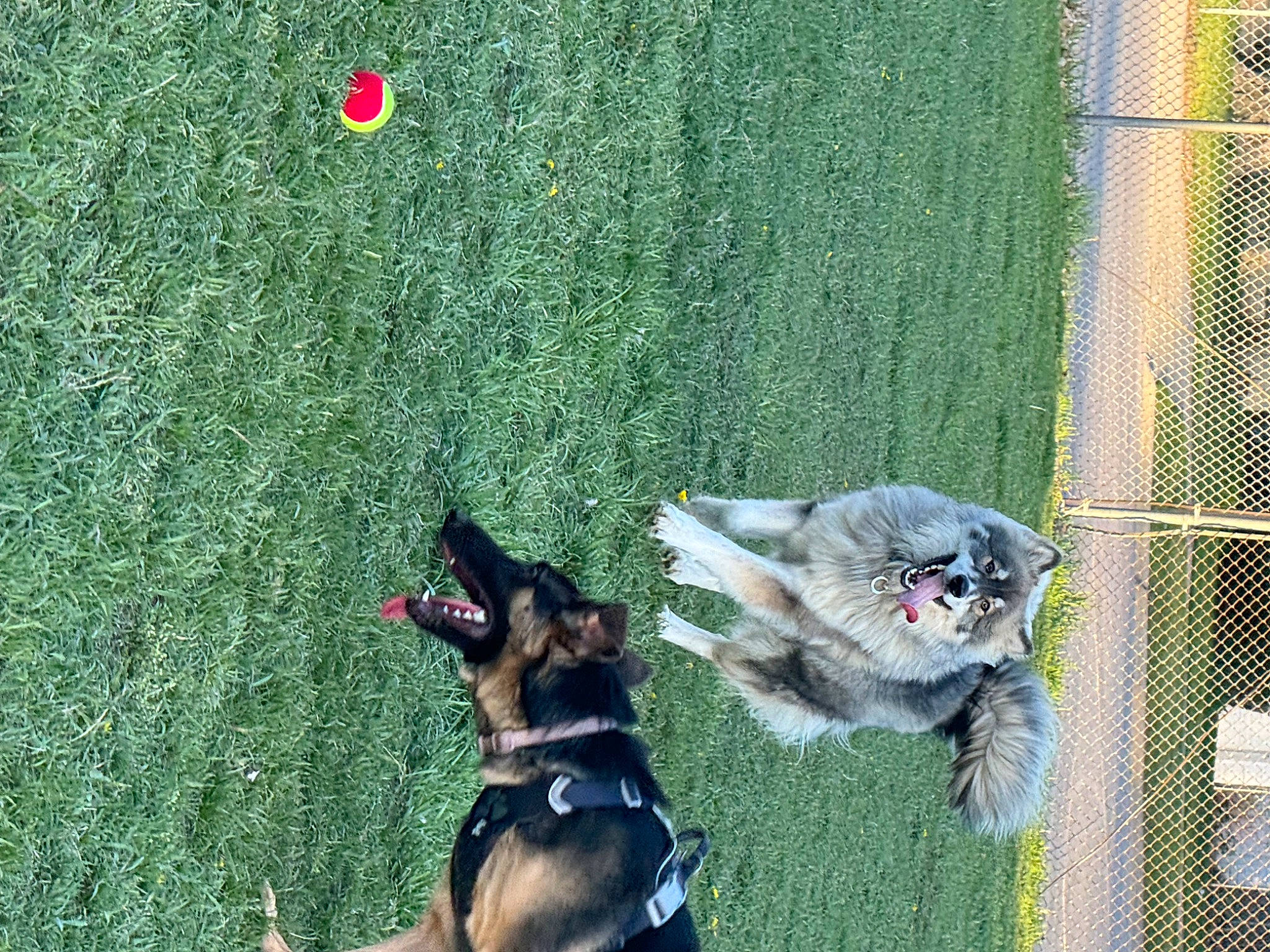 Loki is registered to the contest to win money with this photo: canidae, carnivore, cat, collar, companion_dog, dog, dog_breed, dog_supply, domestic_short_haired_cat, east_european_shepherd, fawn, grass, green, herding_dog, lawn, pet_supply, snout, sporting_group, tail, working_animal