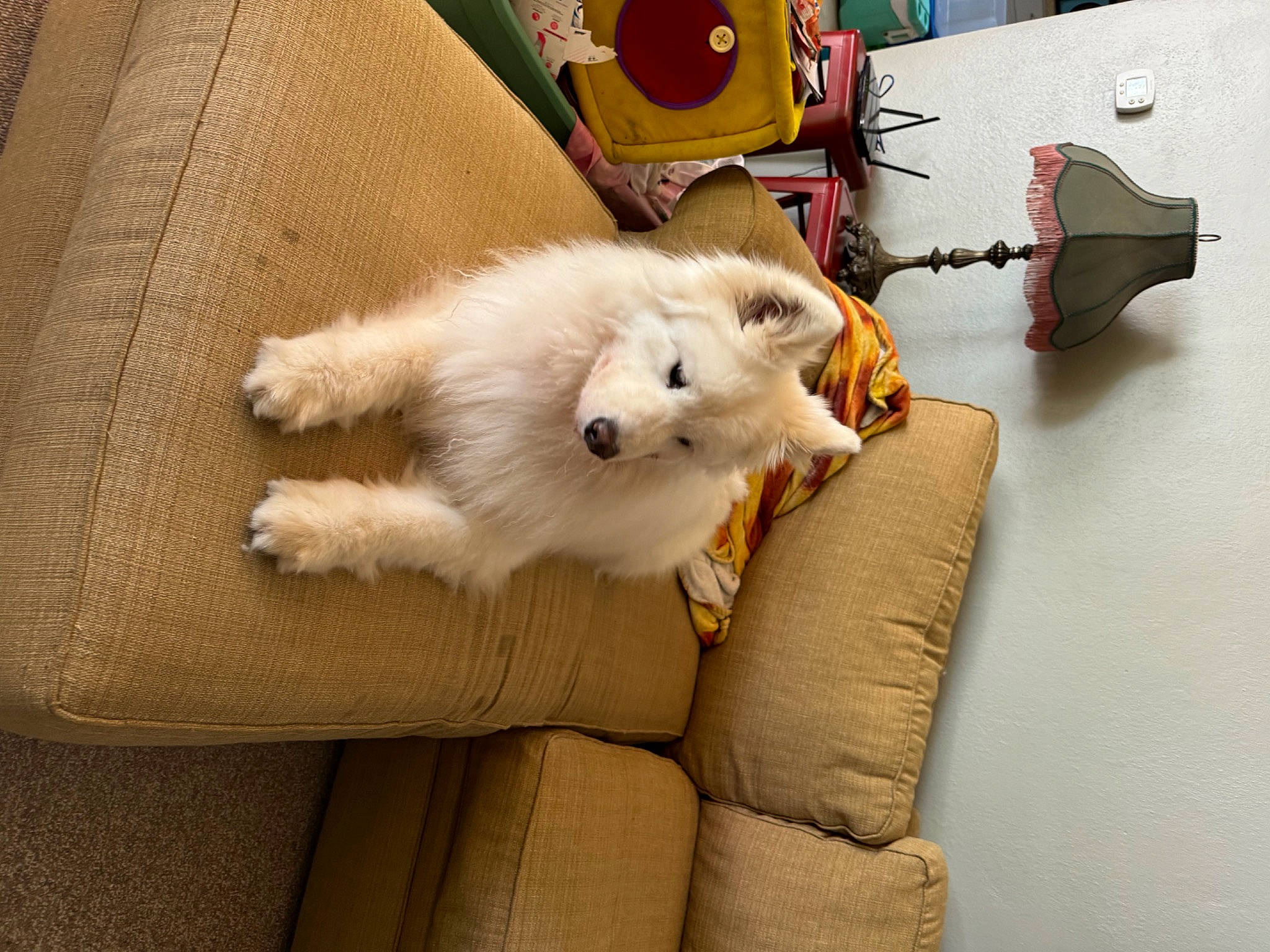 Gracie is registered to the contest to win money with this photo: canidae, carnivore, cat, claw, comfort, companion_dog, couch, dog_breed, fawn, felidae, flooring, fur, hardwood, paw, room, small_to_medium_sized_cats, sporting_group, tail, whiskers, wood