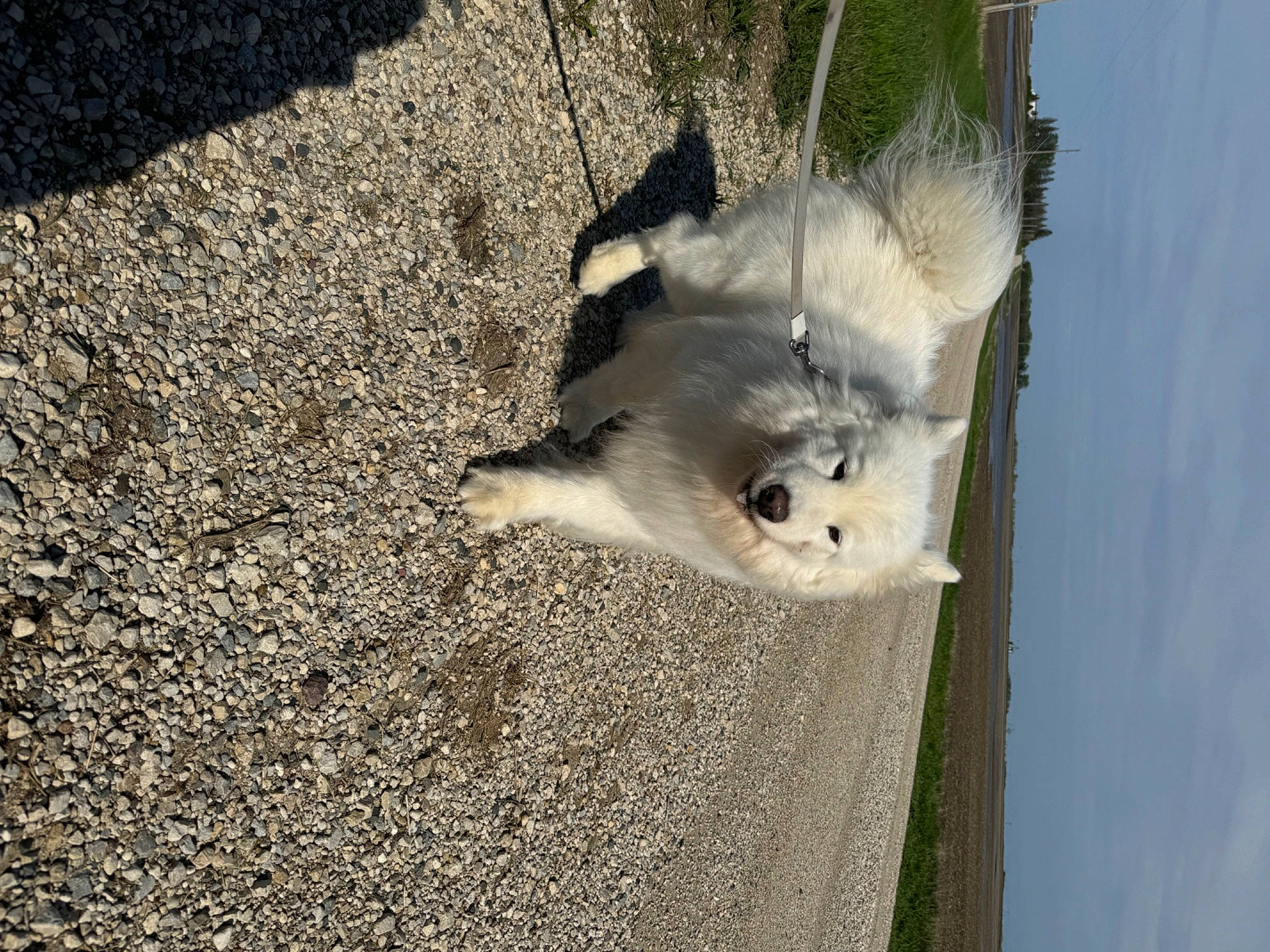 Gracie is registered to the contest to win money with this photo: asphalt, canidae, carnivore, cloud, dog_breed, fawn, felidae, fur, marsupial, paw, possum, road_surface, rodent, small_to_medium_sized_cats, snout, tail, virginia_opossum, water, whiskers, wood
