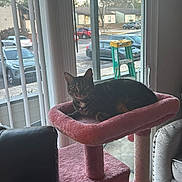 Raven is registered to the contest to win money with this photo: animal, architecture, car, cat, chair, city, cushion, furniture, homedecor, indoors, interiordesign, machine, pet, plant, pottedplant, transportation, urban, vehicle, wheel, window