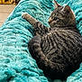 abyssinian, animal, bed, blanket, cat, couch, egyptiancat, furniture, kitten, manx, person, pet, quilt, sleeping