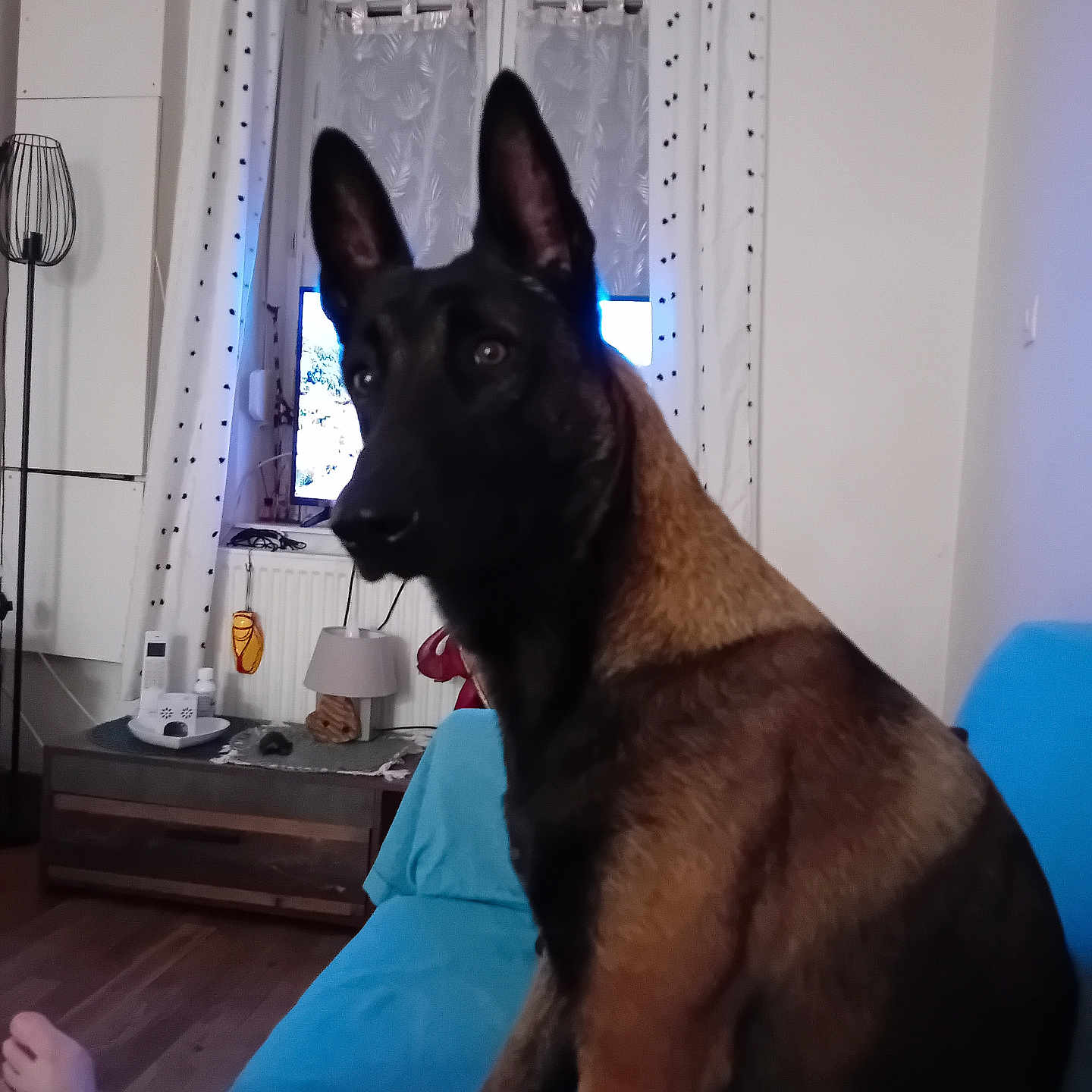 Vitto