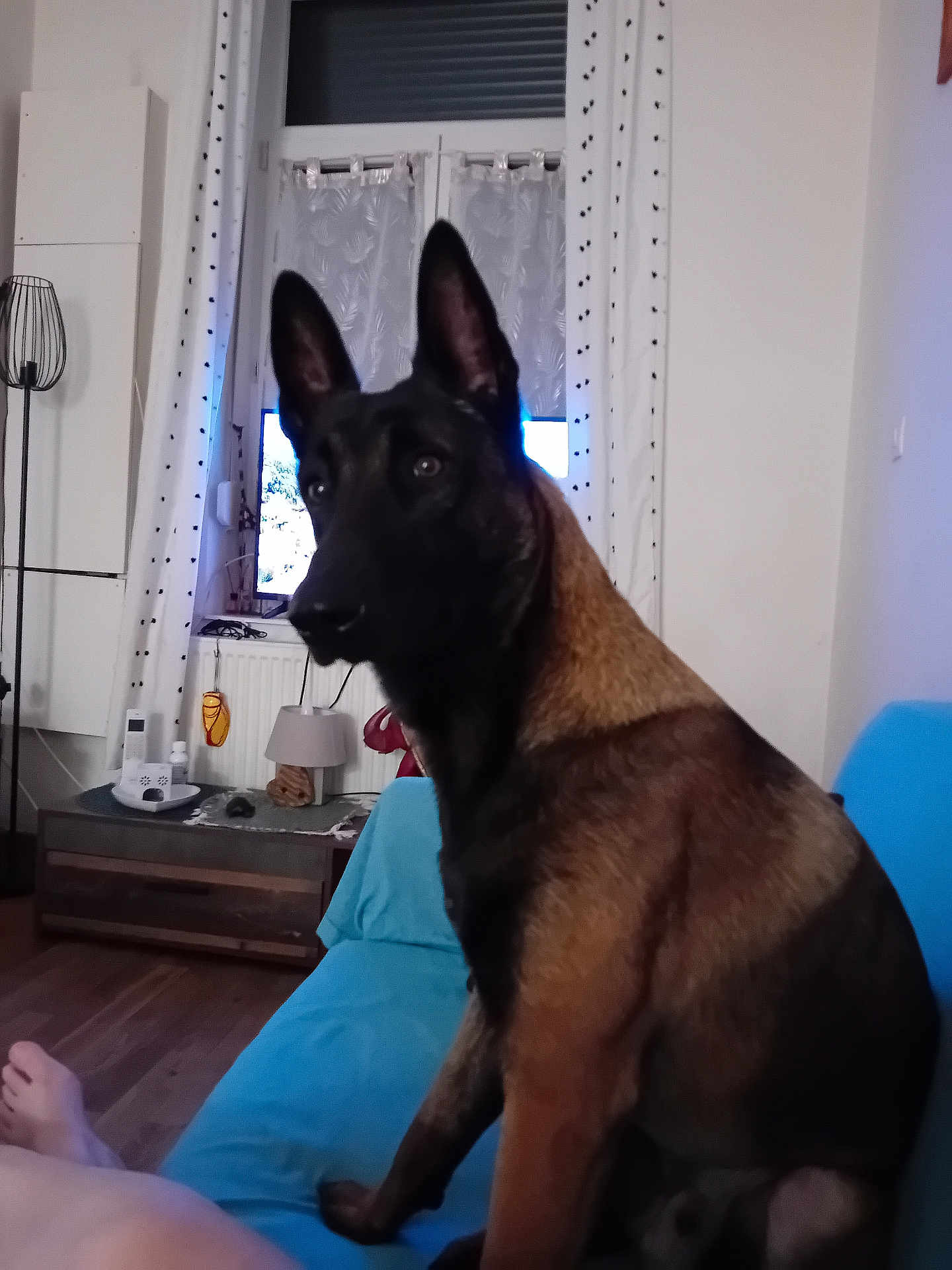 Vitto participe au concours pour gagner de l'argent avec cette photo : dog, belgian_malinois, couch, living_room, television, curtains, floor_lamp, wooden_floor, table, lamp, person, bare_feet, indoor, pet, furniture, window, home, relaxing, seated, domestic