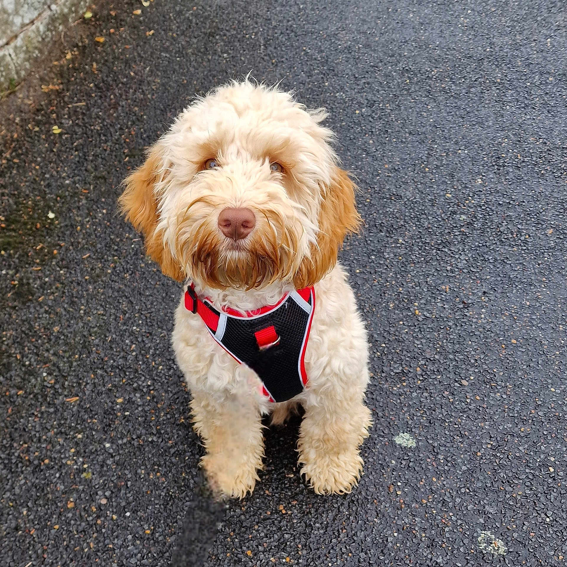 Donald joined the competition — help win amazing prizes! accessories, animal, canine, city, dog, formalwear, grass, harness, leash, pet, plant, poodle, puppy, road, strap, street, tarmac, terrier, urban, whitedog
