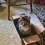 cat, tabby, cardboard_box, carpet, indoor, feline, pet, curious, sitting, box_love, wooden_chair, floor, home, animal, domestic_cat, whiskers, ears, fur, relaxed, looking_up