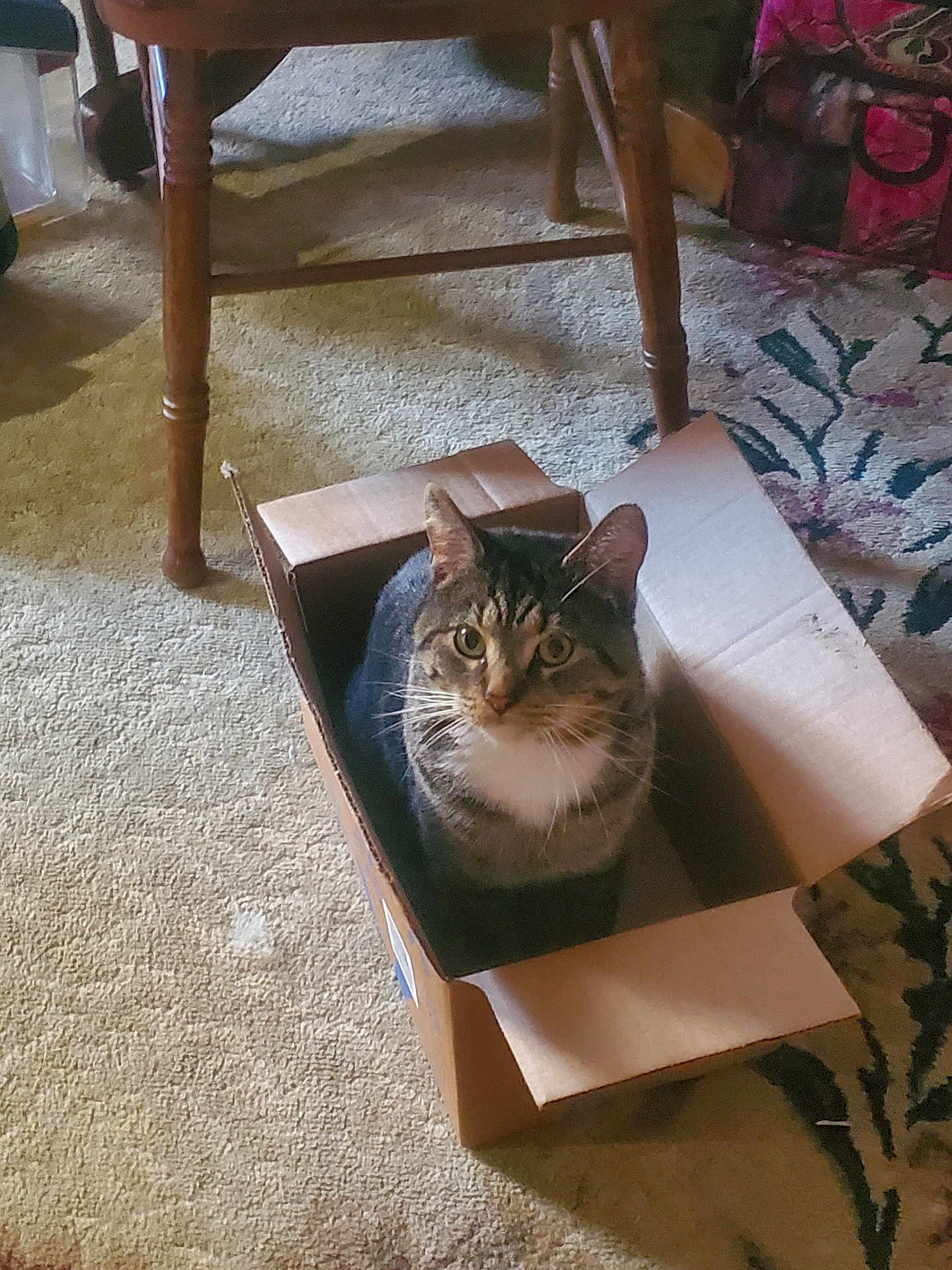 Stranger is registered to the contest to win money with this photo: cat, tabby, cardboard_box, carpet, indoor, feline, pet, curious, sitting, box_love, wooden_chair, floor, home, animal, domestic_cat, whiskers, ears, fur, relaxed, looking_up