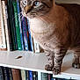 cat, tabby_cat, blue_eyes, bookshelf, books, indoor, feline, curious, standing, shelf, literature, animal, pet, domestic_cat, brown_fur, striped, closeup, quiet, reading, home