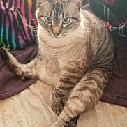 Vetur joined the competition — help win amazing prizes! cat, feline, pet, animal, sitting, paws_crossed, striped, blanket, colorful, cozy, indoor, fur, tabby, relaxed, looking_at_camera, soft, tail, ears, whiskers, cute