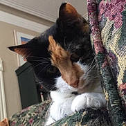 Annie is registered to the contest to win money with this photo: animal, calico_cat, cat, close_up, cozy, curious, domestic_cat, ears, face, feline, furniture, home, indoor, looking_down, patterned_fabric, paws, pet, relaxed, soft_light, whiskers