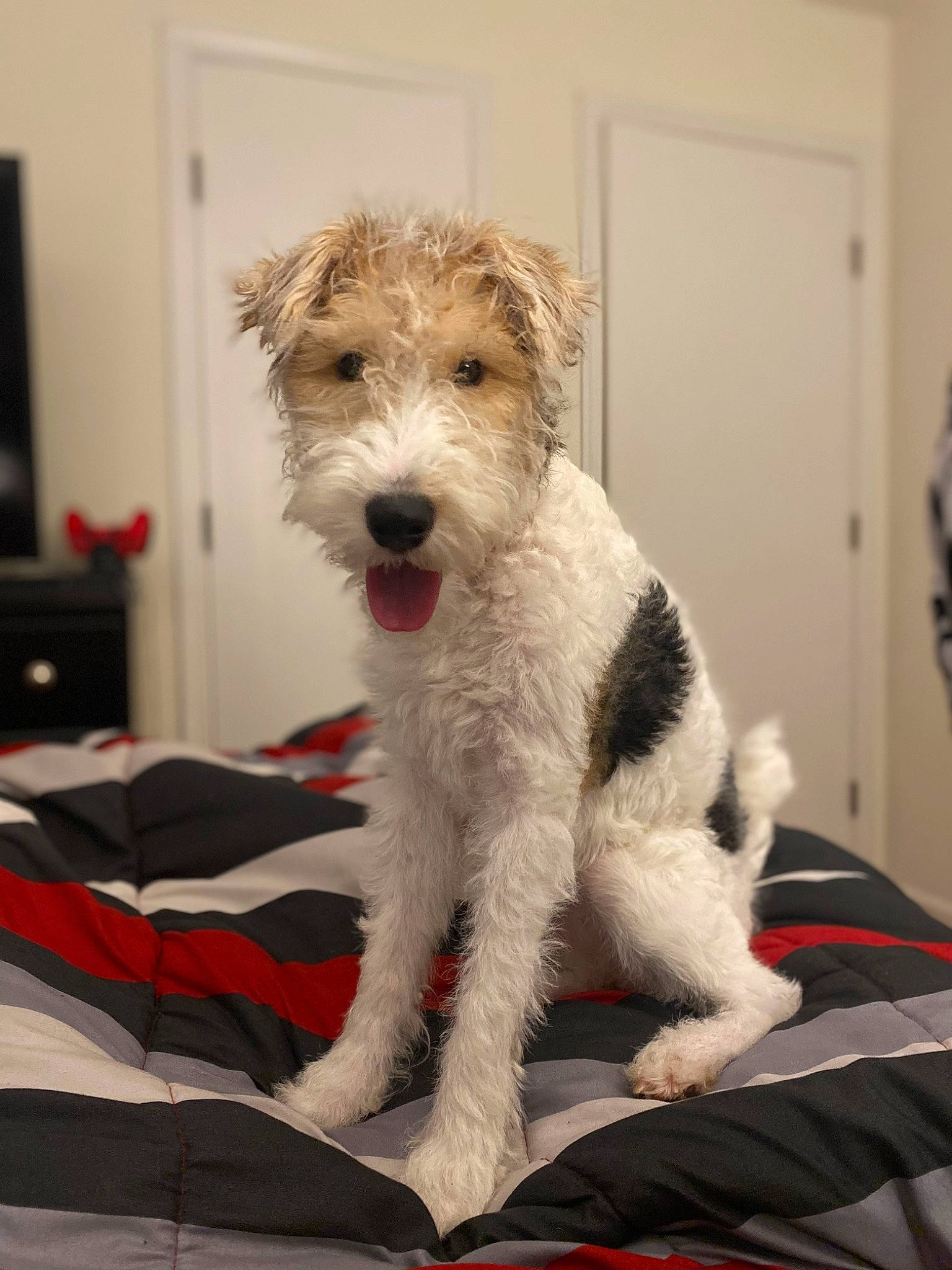 Bonnie is registered to the contest to win money with this photo: canidae, carnivore, companion_dog, dog, dog_breed, flooring, fur, lakeland_terrier, small_terrier, sporting_group, terrier, toy_dog, wire_hair_fox_terrier, working_animal