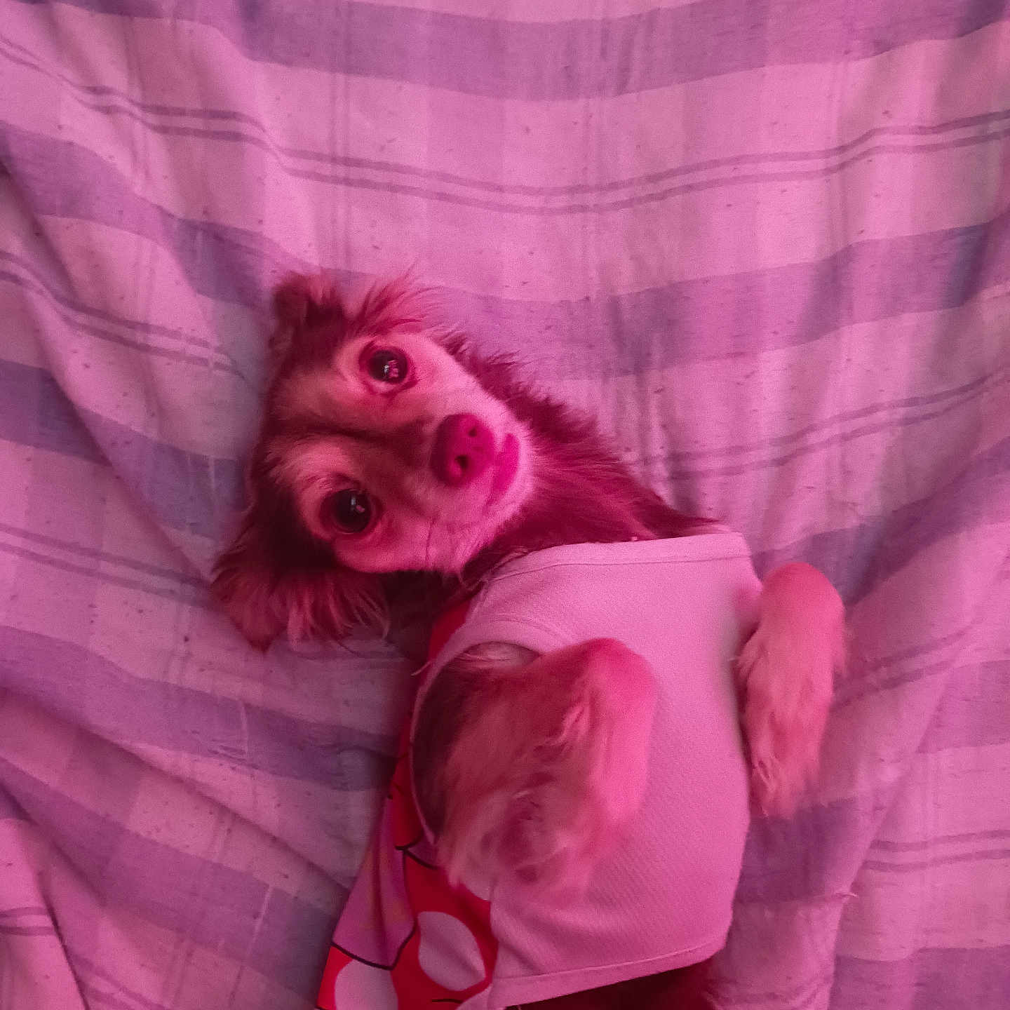 Ellie joined the competition — help win amazing prizes! animal, bed, blanket, clothing, cozy, cute, dog, domestic_animal, ears, fabric, fur, indoor, looking_up, lying_down, paws, pet, portrait, resting, small_dog, striped