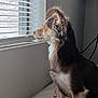 dog, pet, indoor, window, blinds, bed, fur, brown, white, side_view, animal, looking, calm, thoughtful, cozy, domestic, companion, mammal, portrait, sitting