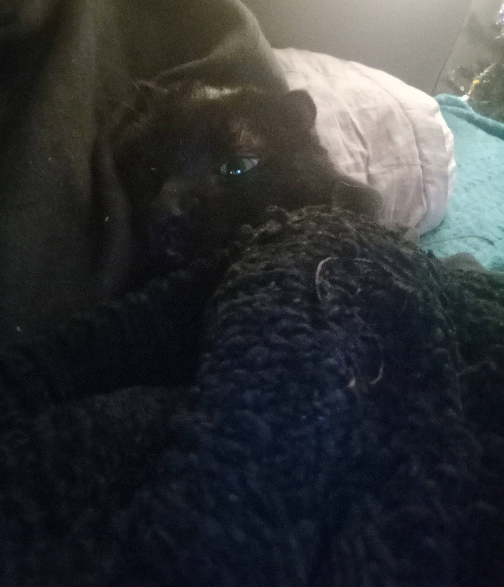 Uston participe au concours pour gagner de l'argent avec cette photo : bedding, canidae, carnivore, cloud, comfort, companion_dog, dog, dog_breed, felidae, fur, human_leg, linens, nap, selfie, sky, sporting_group, tail, tints_and_shades, toy_dog, whiskers