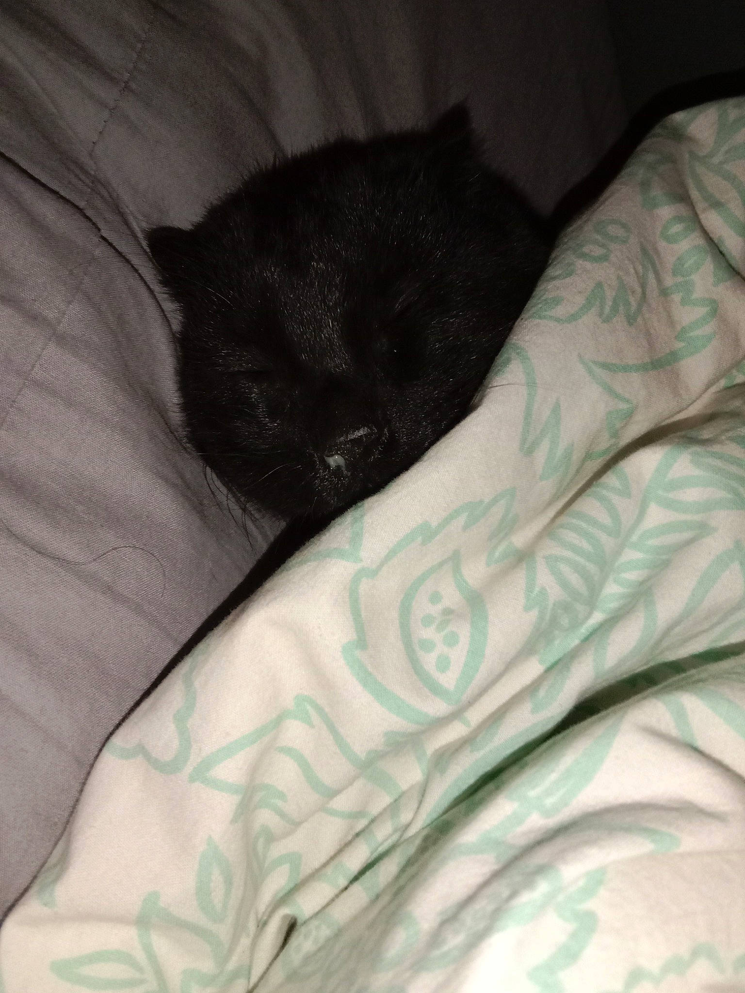 Uston a rejoint le concours — aidez-le/la à gagner de superbes lots ! bed, bed_sheet, bedding, black_cat, carnivore, cat, comfort, domestic_short_haired_cat, electric_blue, felidae, fur, grey, human_leg, linens, pattern, sleeve, small_to_medium_sized_cats, tail, textile, whiskers