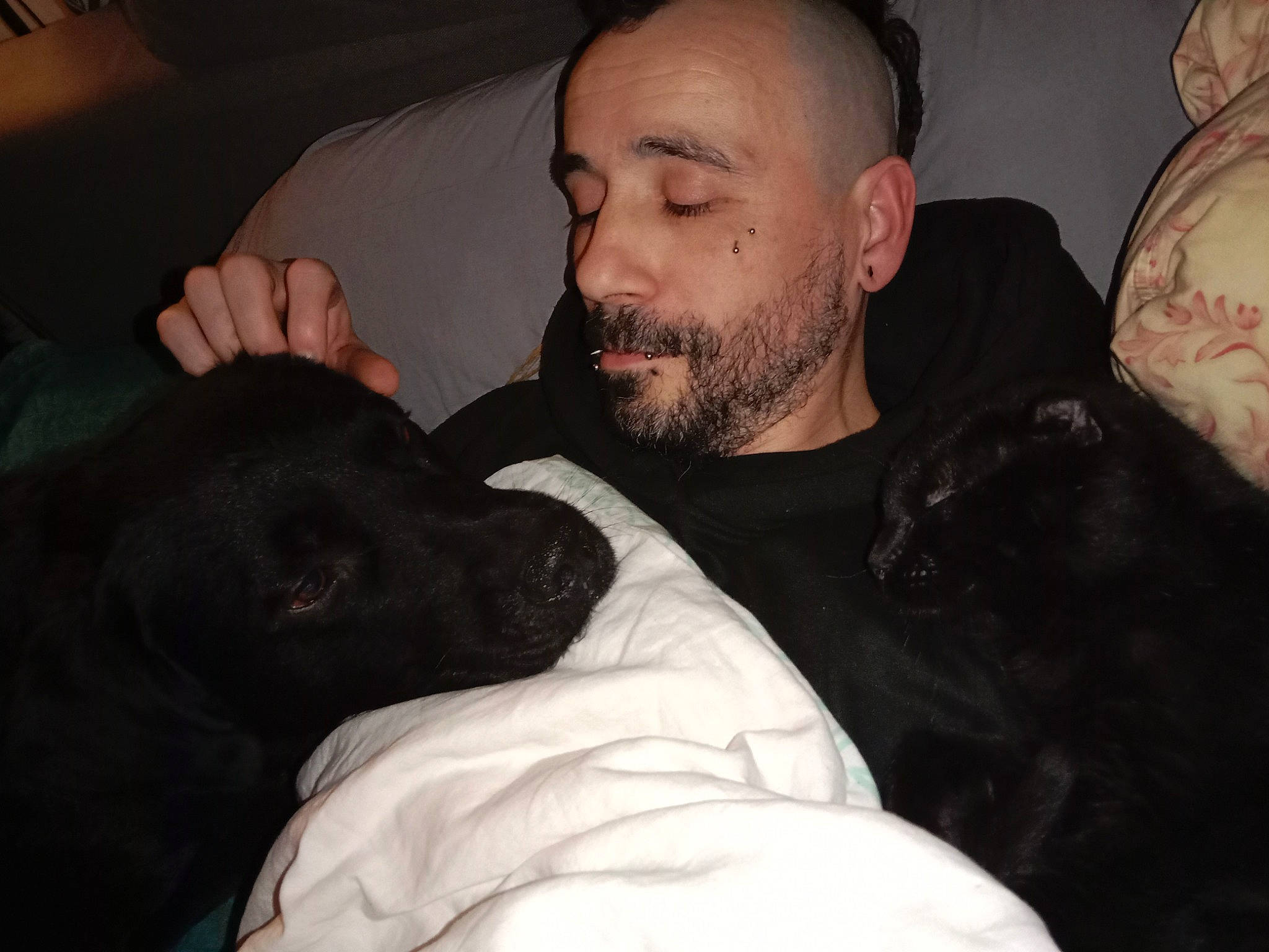 Uston a rejoint le concours — aidez-le/la à gagner de superbes lots ! beard, carnivore, comfort, companion_dog, darkness, dog, dog_breed, ear, event, facial_hair, flash_photography, fun, fur, grey, interaction, moustache, muscle, sitting, vertebrate, wrinkle