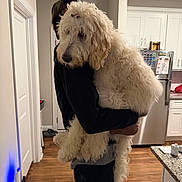 Minnie is registered to the contest to win money with this photo: dog, person, indoor, kitchen, wooden_floor, refrigerator, white_cabinet, countertop, pet, holding, bow, curly_fur, domestic_animal, home, casual_clothing, appliance, flooring, calm, medium_sized_dog, human