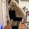 dog, person, indoor, kitchen, wooden_floor, refrigerator, white_cabinet, countertop, pet, holding, bow, curly_fur, domestic_animal, home, casual_clothing, appliance, flooring, calm, medium_sized_dog, human