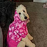 Minnie is registered to the contest to win money with this photo: dog, white_dog, raincoat, pink_clothing, hood, carpet, couch, indoor, pet, happy, tongue_out, toy, living_room, furniture, cozy, sitting, fluffy, canine, domestic_animal, cute