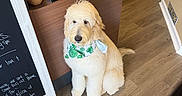 Minnie is registered to the contest to win money with this photo: dog, bandana, indoor, floor, wooden_counter, decor, sign, plant, golden_statue, phone, charging_cable, door, flooring, pet, animal, sitting, fur, friendly, cute, cozy