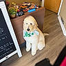dog, bandana, indoor, floor, wooden_counter, decor, sign, plant, golden_statue, phone, charging_cable, door, flooring, pet, animal, sitting, fur, friendly, cute, cozy