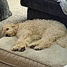 Minnie is registered to the contest to win money with this photo: dog, sleeping, dog_bed, fluffy, cream_color, living_room, blanket, couch, carpet, cozy, pet, resting, indoor, paw, fur, relaxation, home, comfort, animal, napping