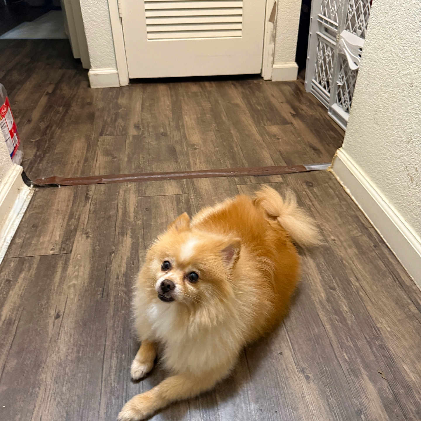 Buddy is registered to the contest to win money with this photo: animal, brown, companion, curious, cute, dog, domestic, door, floor, fluffy, furniture, hallway, home, indoor, lying_down, pet, pomeranian, small_dog, white, wooden_floor