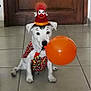 animal, ball, balloon, boxer, canine, clothing, costume, dog, face, hat, head, person, pet, photography, portrait, puppy, sphere, sport, tennis, tennisball