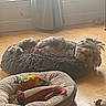 Mia joined the competition — help win amazing prizes! animal, comfort, cozy, curtain, dog, floor, furry, home, indoor, natural_light, pet, pet_bed, plush_toy, relaxed, resting, scruffy_dog, sleeping, toy, window, wood_floor