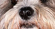 Mia is registered to the contest to win money with this photo: animal, camera_interface, canine, close_up, companion, cute, dog, eyes, face, fluffy, fur, indoor, muzzle, nose, pet, portrait, scruffy, snapshot, technology, whiskers