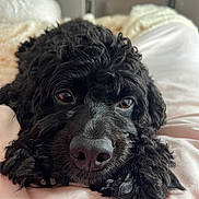 Cody joined the competition — help win amazing prizes! animal, bed, black_dog, blanket, close_up, cozy, curly_fur, cute, dog, eyes, face, fur, indoors, lying_down, nostrils, paw, pet, relaxed, resting, soft_texture