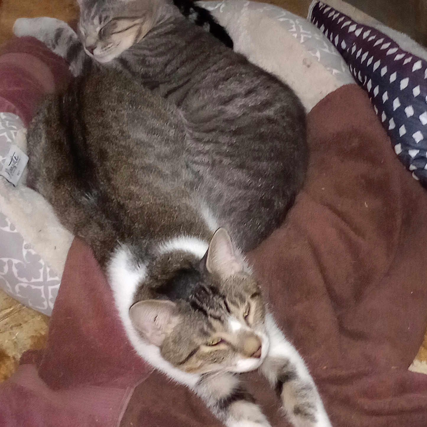 Chase And Jay joined the competition — help win amazing prizes! animal, blanket, cat, comfort, companionship, cozy, cute, domestic_cat, feline, fur, indoor, pet_bed, relaxation, resting, sleeping, soft, stretching, tabby_cat, two_cats, whiskers