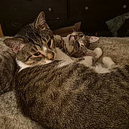 Chase And Jay joined the competition — help win amazing prizes! cat, tabby_cat, feline, pet, animal, cozy, snuggling, blanket, indoor, resting, cute, fur, whiskers, ears, sleepy, bedroom, domestic_animal, two_animals, close_up, companionship