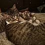 cat, tabby_cat, feline, pet, animal, cozy, snuggling, blanket, indoor, resting, cute, fur, whiskers, ears, sleepy, bedroom, domestic_animal, two_animals, close_up, companionship