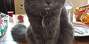 Moonlight joined the competition — help win amazing prizes! asian, carnivore, cat, chartreux, domestic_short_haired_cat, european_shorthair, felidae, korat, russian_blue, serveware, small_to_medium_sized_cats, tableware, whiskers