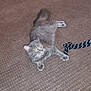 Moonlight joined the competition — help win amazing prizes! british_longhair, british_shorthair, carnivore, cat, chartreux, domestic_short_haired_cat, felidae, korat, nebelung, norwegian_forest_cat, polydactyl_cat, russian_blue, scottish_fold, small_to_medium_sized_cats, tail, whiskers