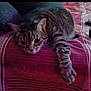 cat, tabby, pet, indoor, feline, relaxed, stretching, paw, blanket, striped, purple, bed, resting, cute, animal, whiskers, ears, soft_light, cozy, fur