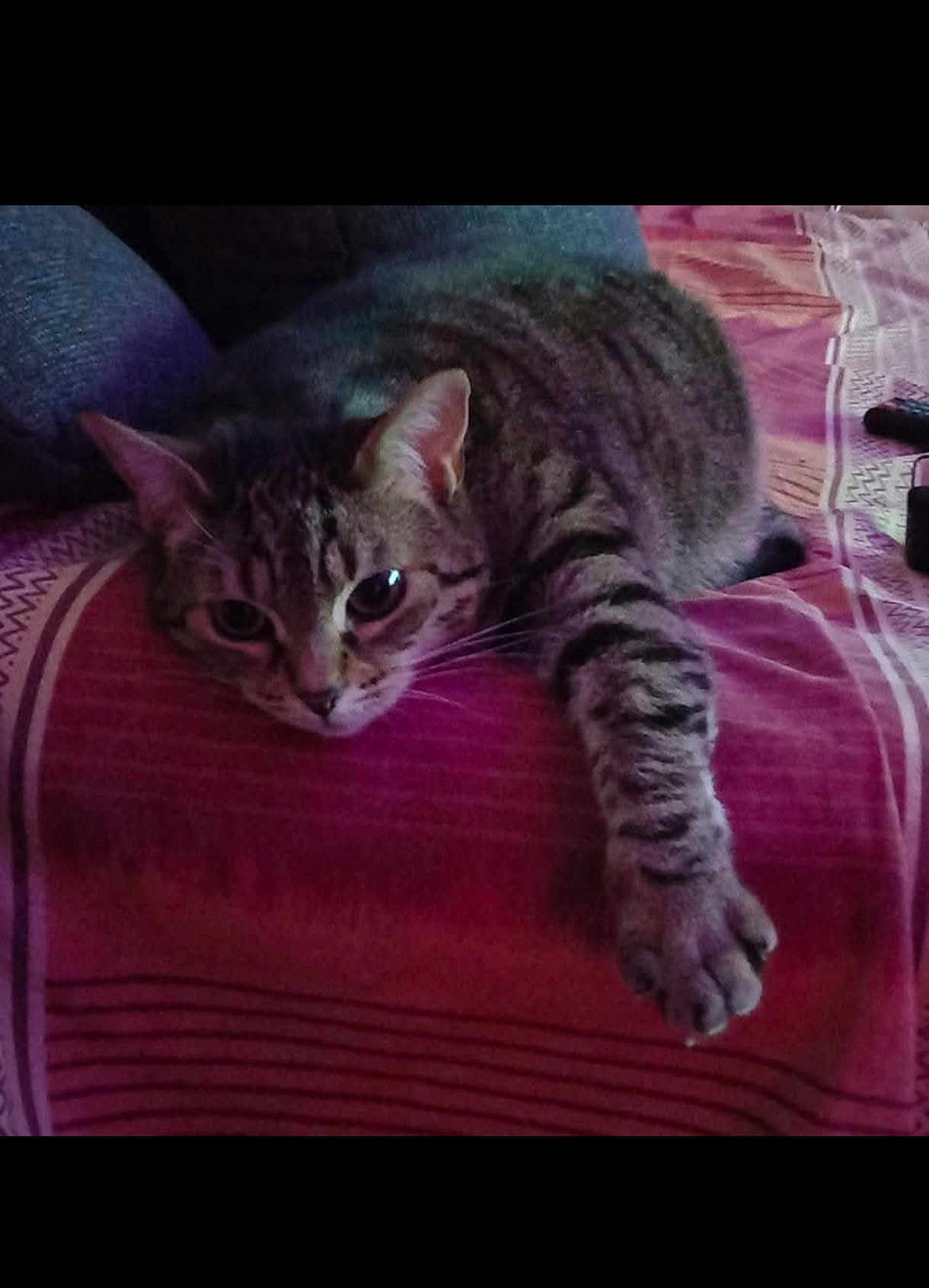 Sakura participe au concours pour gagner de l'argent avec cette photo : cat, tabby, pet, indoor, feline, relaxed, stretching, paw, blanket, striped, purple, bed, resting, cute, animal, whiskers, ears, soft_light, cozy, fur