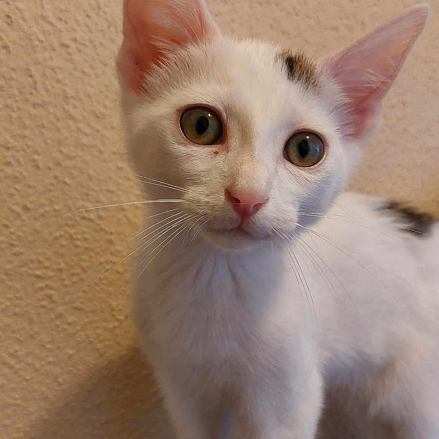 Alaska a rejoint le concours — aidez-le/la à gagner de superbes lots ! alert, animal, background, cat, close_up, curious, cute, feline, fur, green_eyes, indoor, kitten, pet, pink_nose, portrait, soft_texture, standing, whiskers, white_cat, young_cat