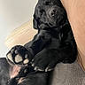 belly_up, black_dog, close_up, couch, cute, dog, dogs, fur, home, indoor, lounging, paw, paws, playful, portrait, puppy, relaxed, sleeping, sofa, upside_down