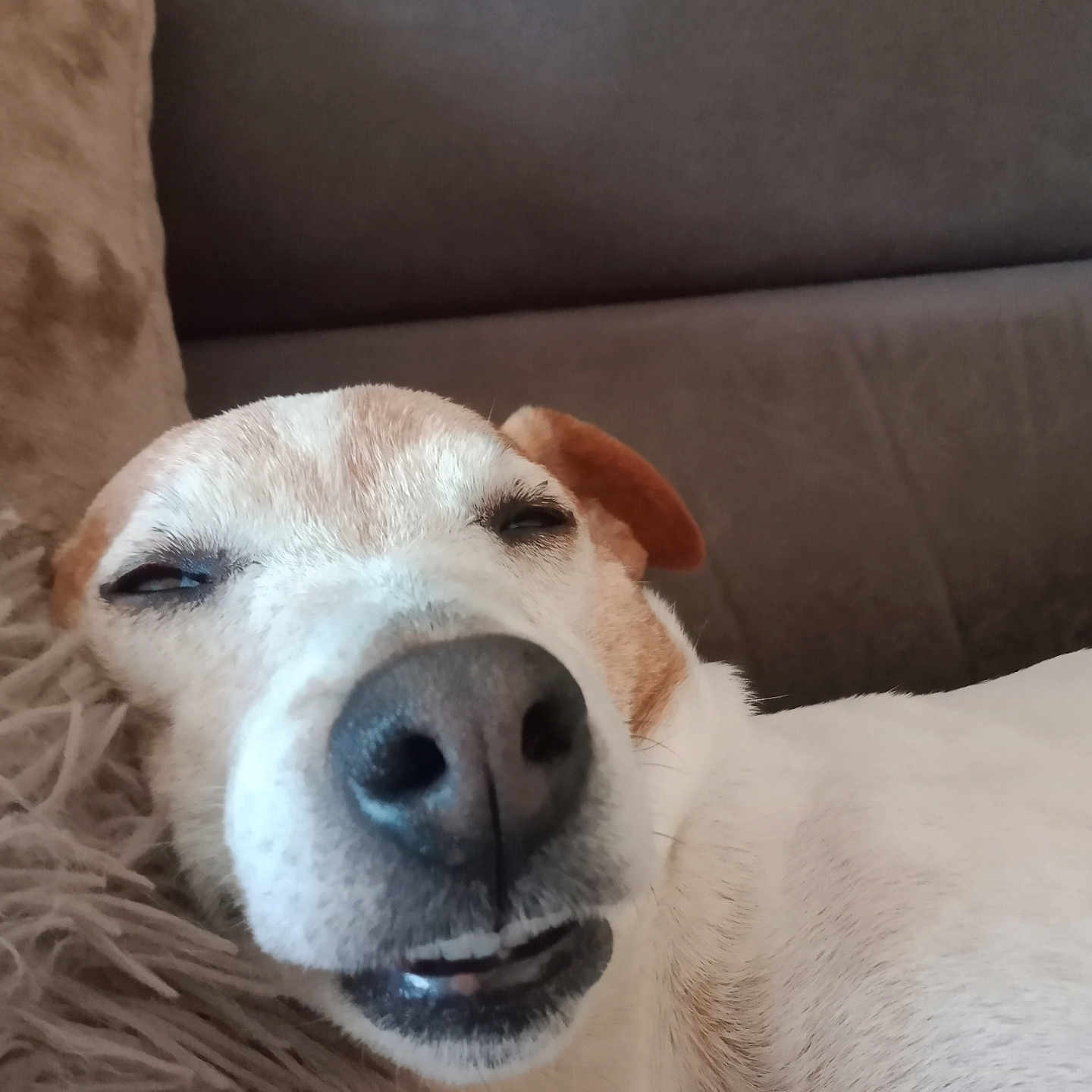 Lucky a rejoint le concours — aidez-le/la à gagner de superbes lots ! animal, brown, close_up, couch, cozy, cute, dog, expression, face, fur, indoor, napping, pet, pillow, relaxed, resting, sleepy, snout, whiskers, white