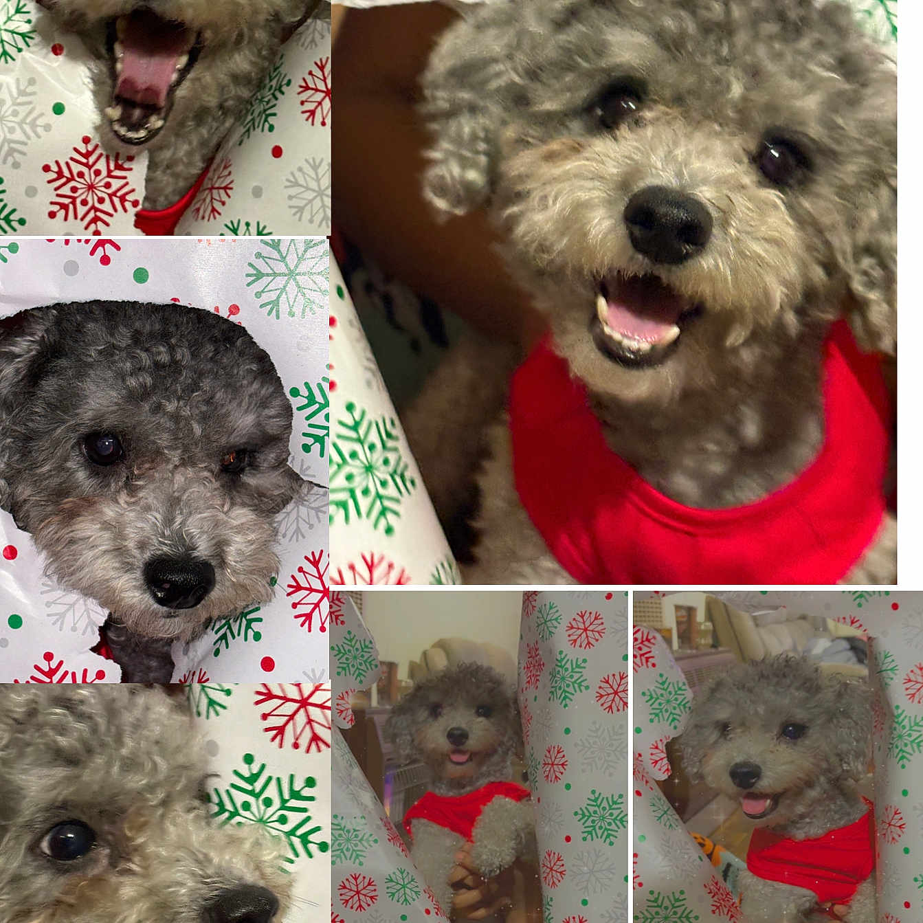 Callie Marie joined the competition — help win amazing prizes! animal, closeup, collage, cute, dog, festive, fur, gray_fur, happy, holiday, indoor, pet, playful, poodle, portrait, red_shirt, smiling, snowflake_pattern, tongue_out, wrapping_paper