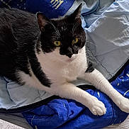 Indy participe au concours pour gagner de l'argent avec cette photo : cat, black_and_white_cat, pet, animal, feline, bed, blanket, blue_blanket, fur, whiskers, indoor, cozy, resting, yellow_eyes, comfort, soft, domestic_cat, cute, relaxed, laying_down