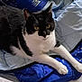 cat, black_and_white_cat, pet, animal, feline, bed, blanket, blue_blanket, fur, whiskers, indoor, cozy, resting, yellow_eyes, comfort, soft, domestic_cat, cute, relaxed, laying_down