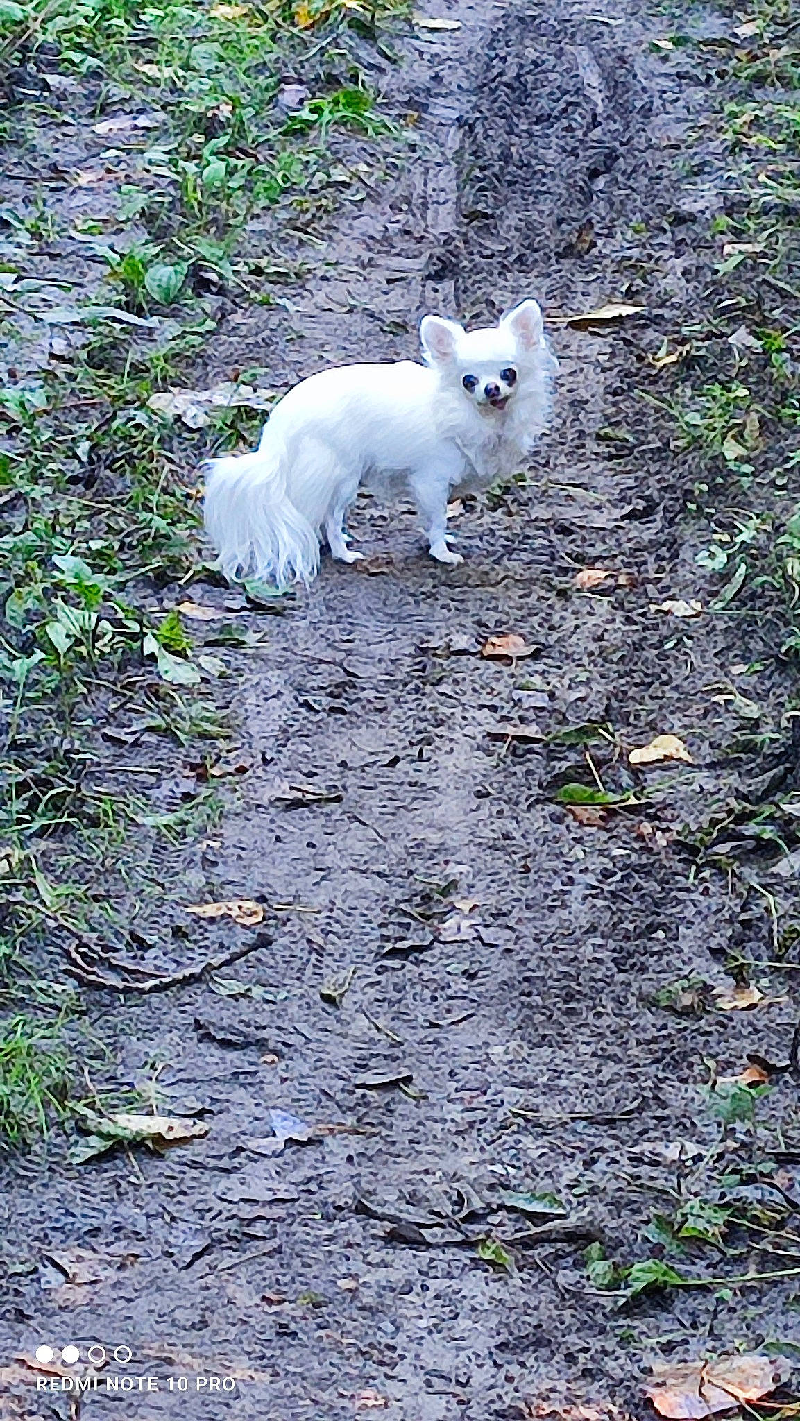 Bella a rejoint le concours — aidez-le/la à gagner de superbes lots ! asphalt, carnivore, cat, dog_breed, fawn, felidae, fur, grass, groundcover, plant, road_surface, small_to_medium_sized_cats, snout, soil, sporting_group, tail, terrestrial_animal, tree, whiskers, wood