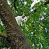 Pistache a rejoint le concours — aidez-le/la à gagner de superbes lots ! animal, cat, climbing, curious, daylight, foliage, garden, gray_markings, greenery, leaves, nature, outdoors, peeking, pet, portrait, tree, tree_trunk, whiskers, white_cat, wildlife