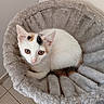 Cannelle a rejoint le concours — aidez-le/la à gagner de superbes lots ! cat, kitten, calico, pet, animal, feline, white_fur, orange_patches, black_patches, green_eyes, portrait, sitting, curled_up, cozy, plush_bed, soft_blanket, indoors, home, tile_floor, closeup