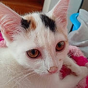 Cannelle participe au concours pour gagner de l'argent avec cette photo : cat, kitten, white_fur, calico, pink_nose, amber_eyes, large_ears, whiskers, animal_face, close_up, portrait, pet, feline, indoors, blanket, pink_blanket, lounging, staring, soft_fur, home