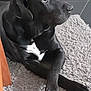 Brad a rejoint le concours — aidez-le/la à gagner de superbes lots ! animal, black_dog, canine, carpet, companion, crossed_paws, dog, domestic_animal, floor, furniture, indoor, looking_away, mammal, paw, pet, quiet, relaxed, rug, side_view, white_patch