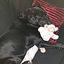 animal, black_dog, comfort, couch, cozy, cute, dog, fur, home, indoor, lamb, pet, pillow, plush, relaxation, resting, sleeping, snuggling, soft_toy, stuffed_toy